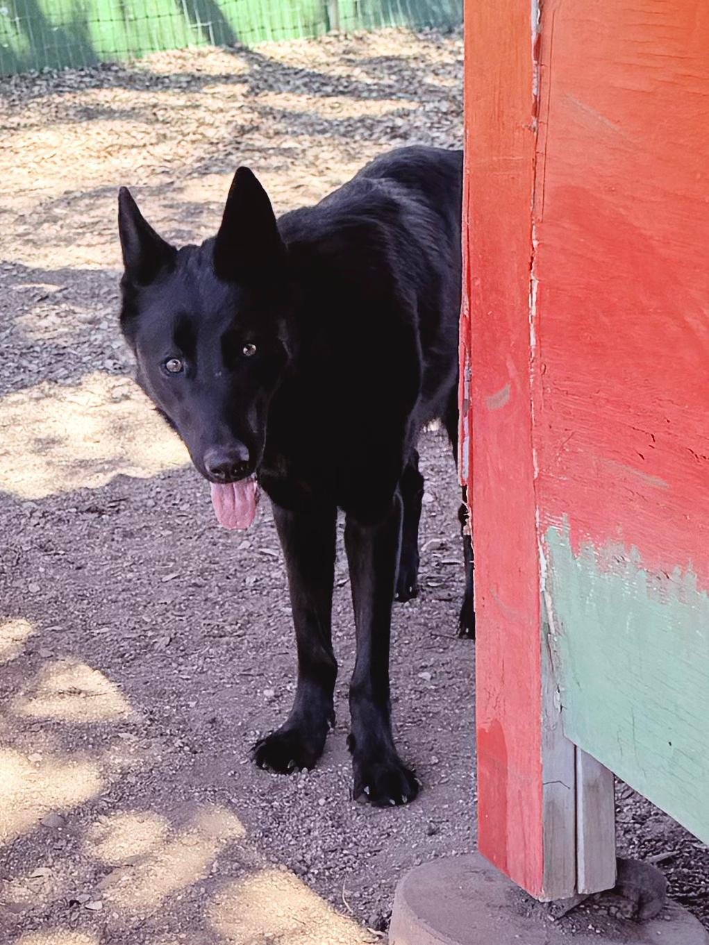 Enlarge Gus, a Adoptable Shepherd in Marble Falls, TX image 4/5