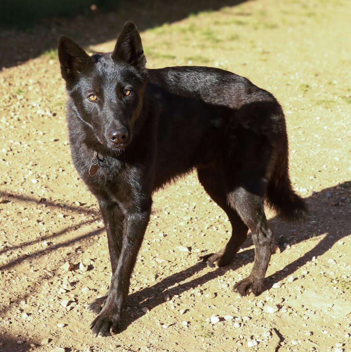Gus, a Adoptable Shepherd in Marble Falls, TX image 2/2
