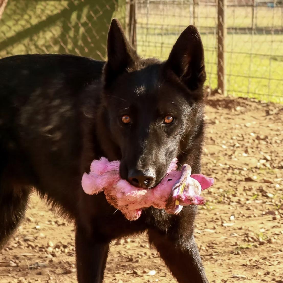 Gus, Adoptable, Young Male Shepherd.