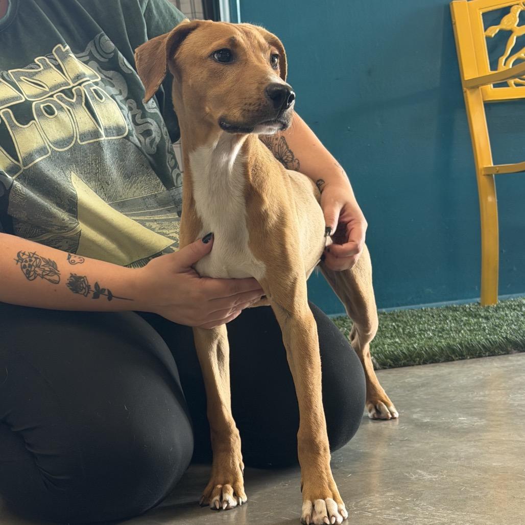 Bailey, Adoptable, Puppy Female Yellow Labrador Retriever.