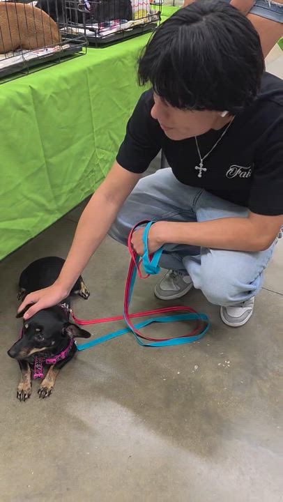 Enlarge Floriana WA14422-T, a Adoptable mixed breed in Bellevue, WA video 6/6