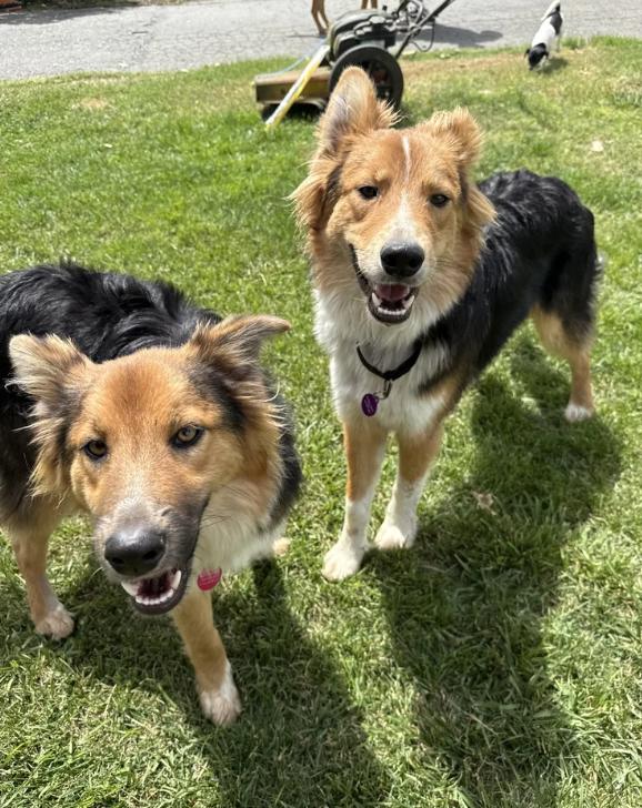 Enlarge Morty, a ADOPTABLE mixed breed in Davis, CA image 5/6