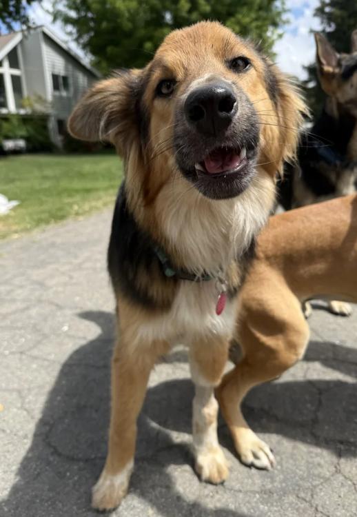 Enlarge Morty, a ADOPTABLE mixed breed in Davis, CA image 2/6