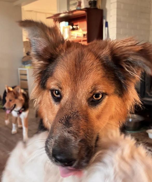 Enlarge Morty, a ADOPTABLE mixed breed in Davis, CA image 3/6