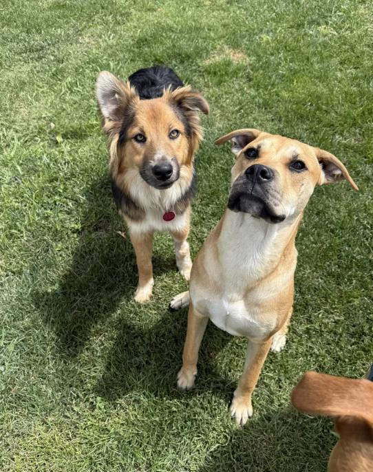 Enlarge Morty, a ADOPTABLE mixed breed in Davis, CA image 6/6