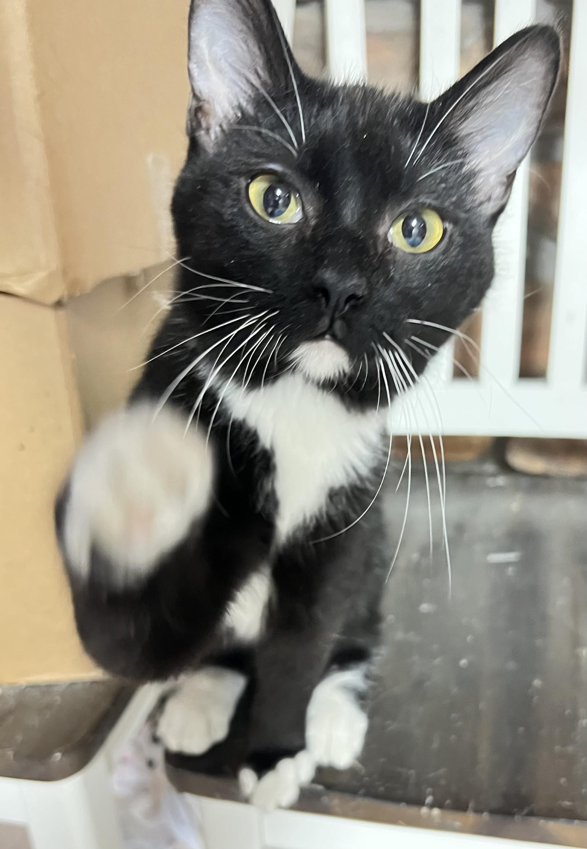 Enlarge Felix, a Adoptable mixed breed in Mesa, AZ image 2/3