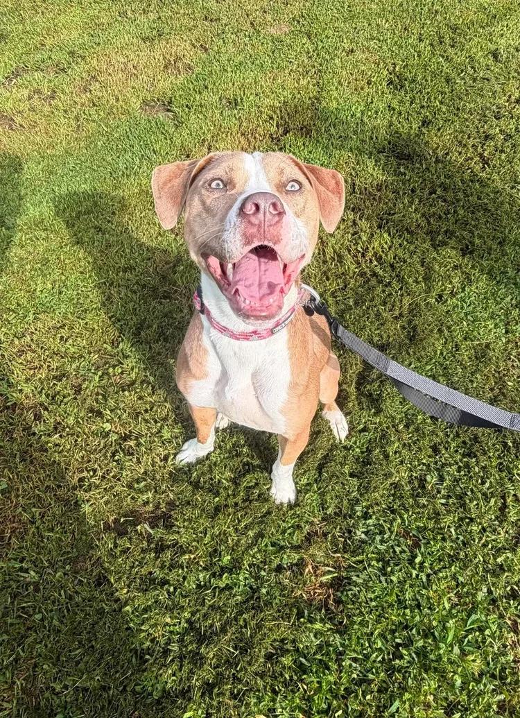 Azalea, an adoptable mixed breed in Huntsville, AL image 2/5