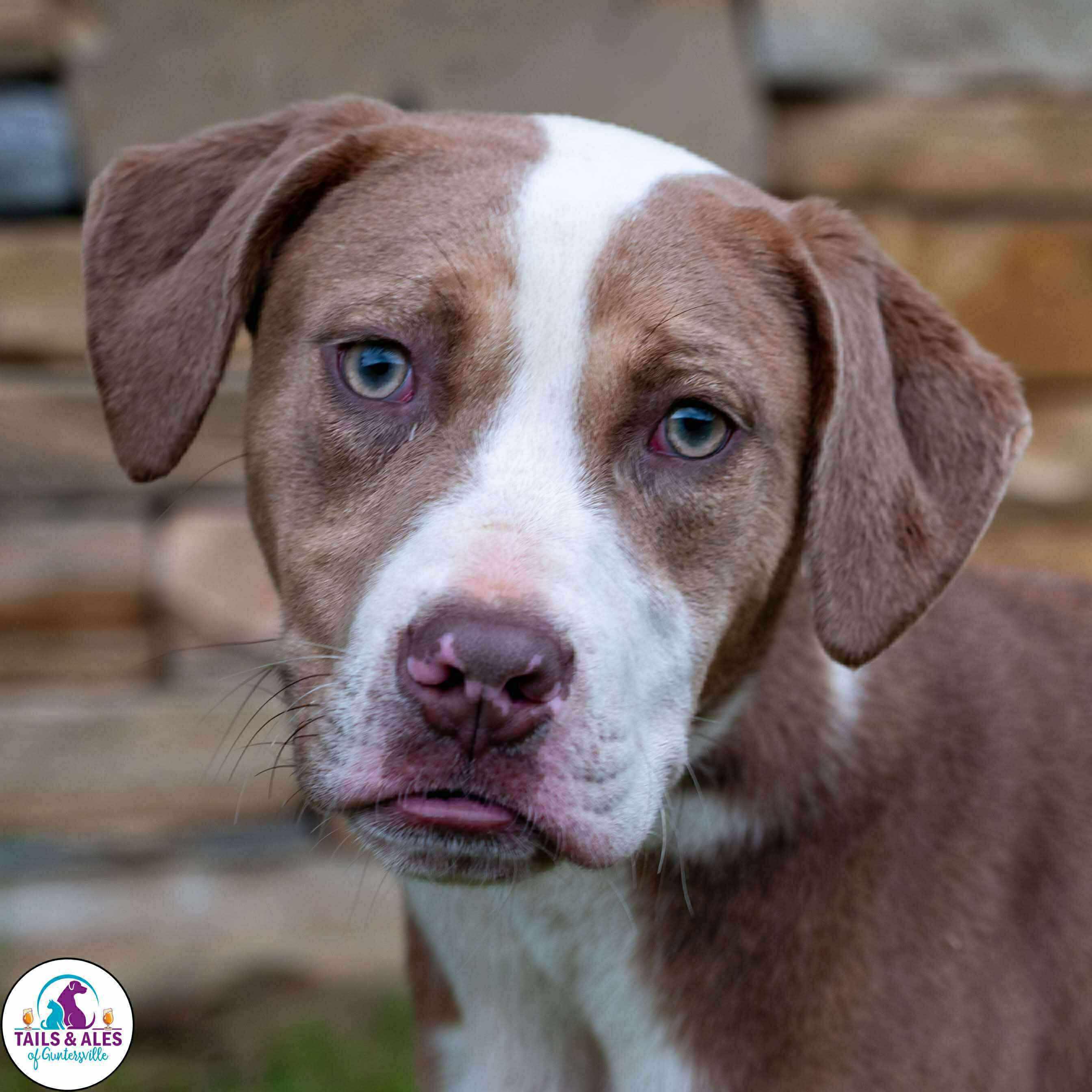 Azalea, a Adoptable Mixed Breed in Huntsville, AL image 4/4
