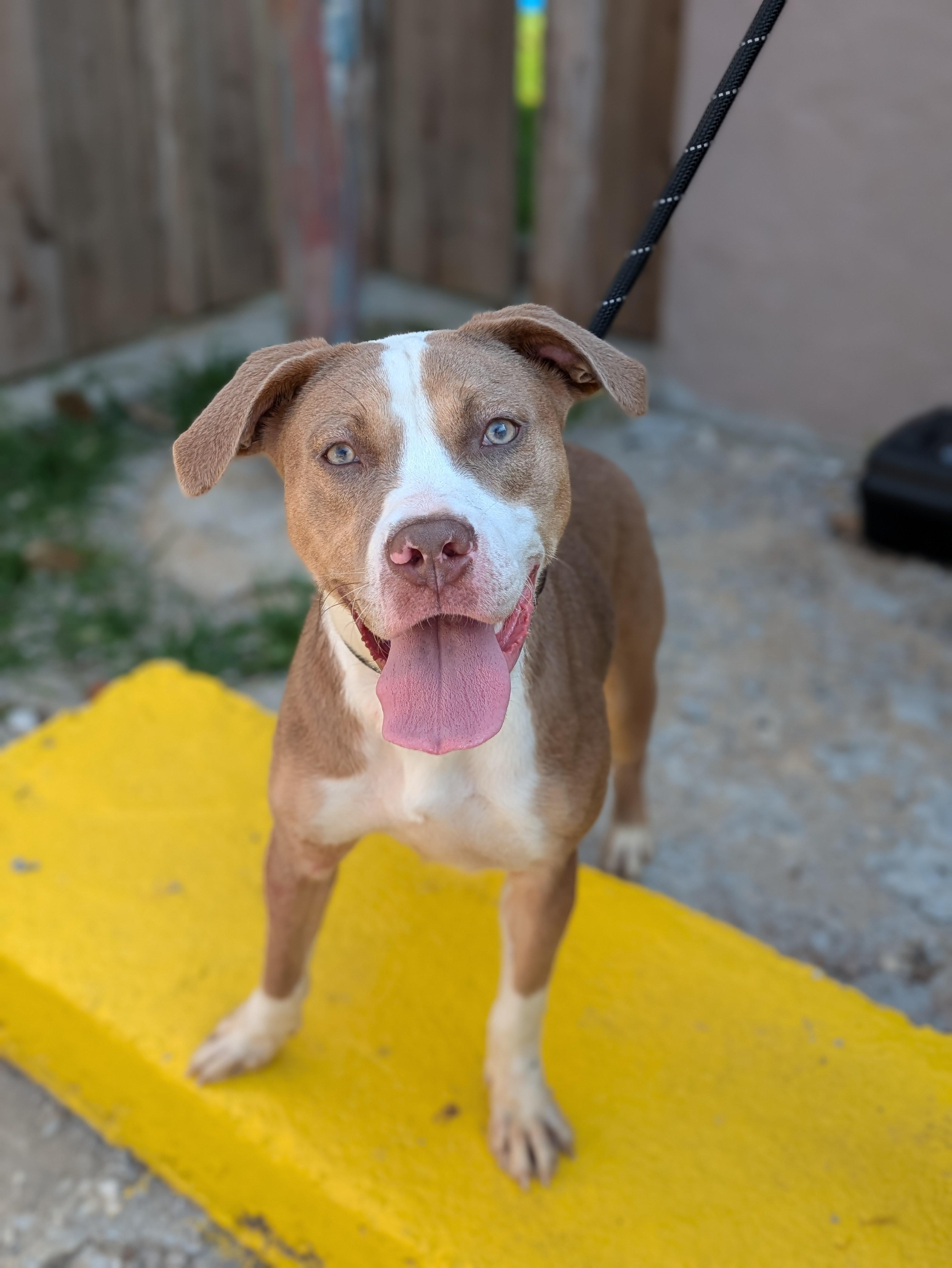 Azalea, a Adoptable Mixed Breed in Huntsville, AL image 1/4