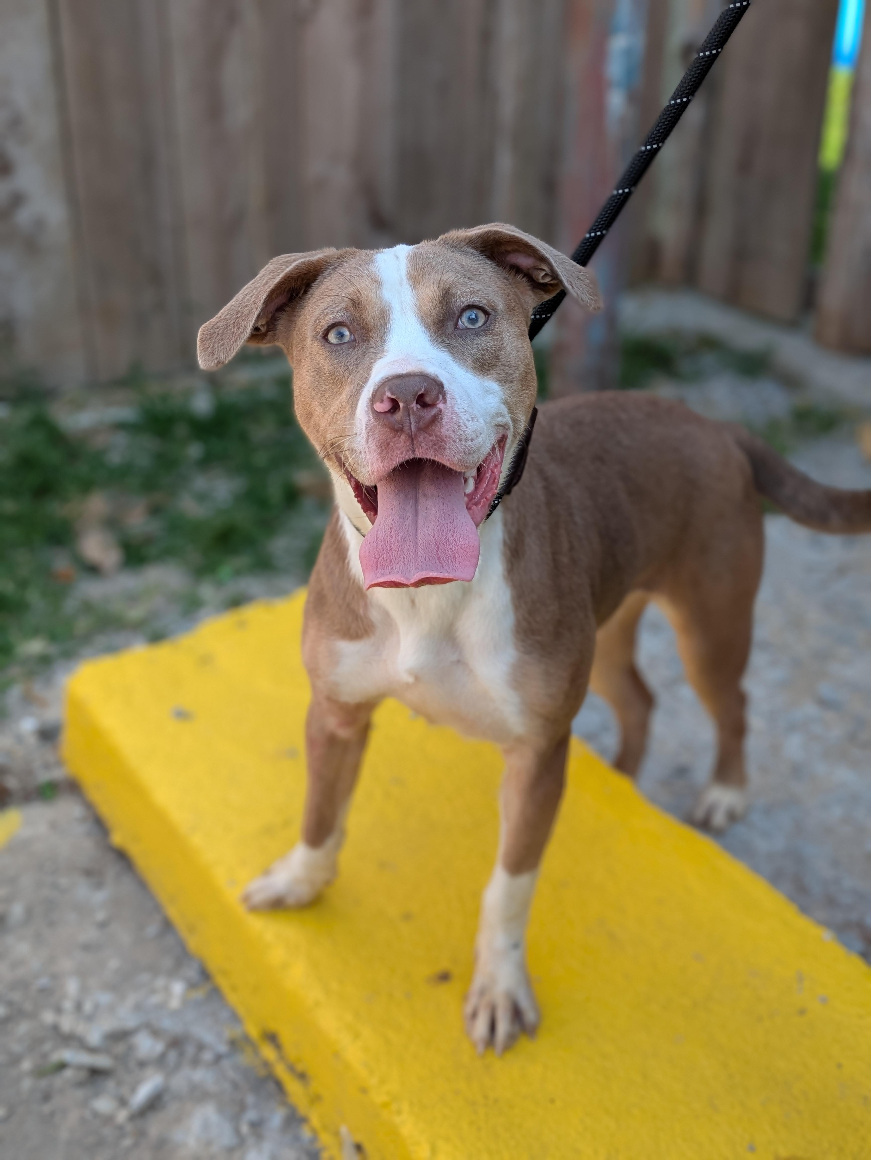 Azalea, a Adoptable Mixed Breed in Huntsville, AL image 2/4