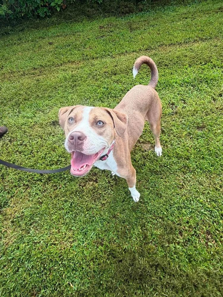 Azalea, an adoptable mixed breed in Huntsville, AL image 4/5