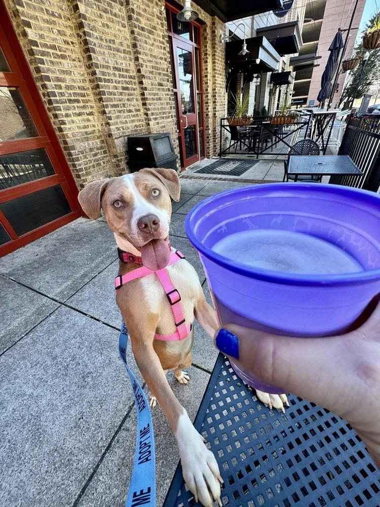 Azalea, an adoptable mixed breed in Huntsville, AL image 3/5