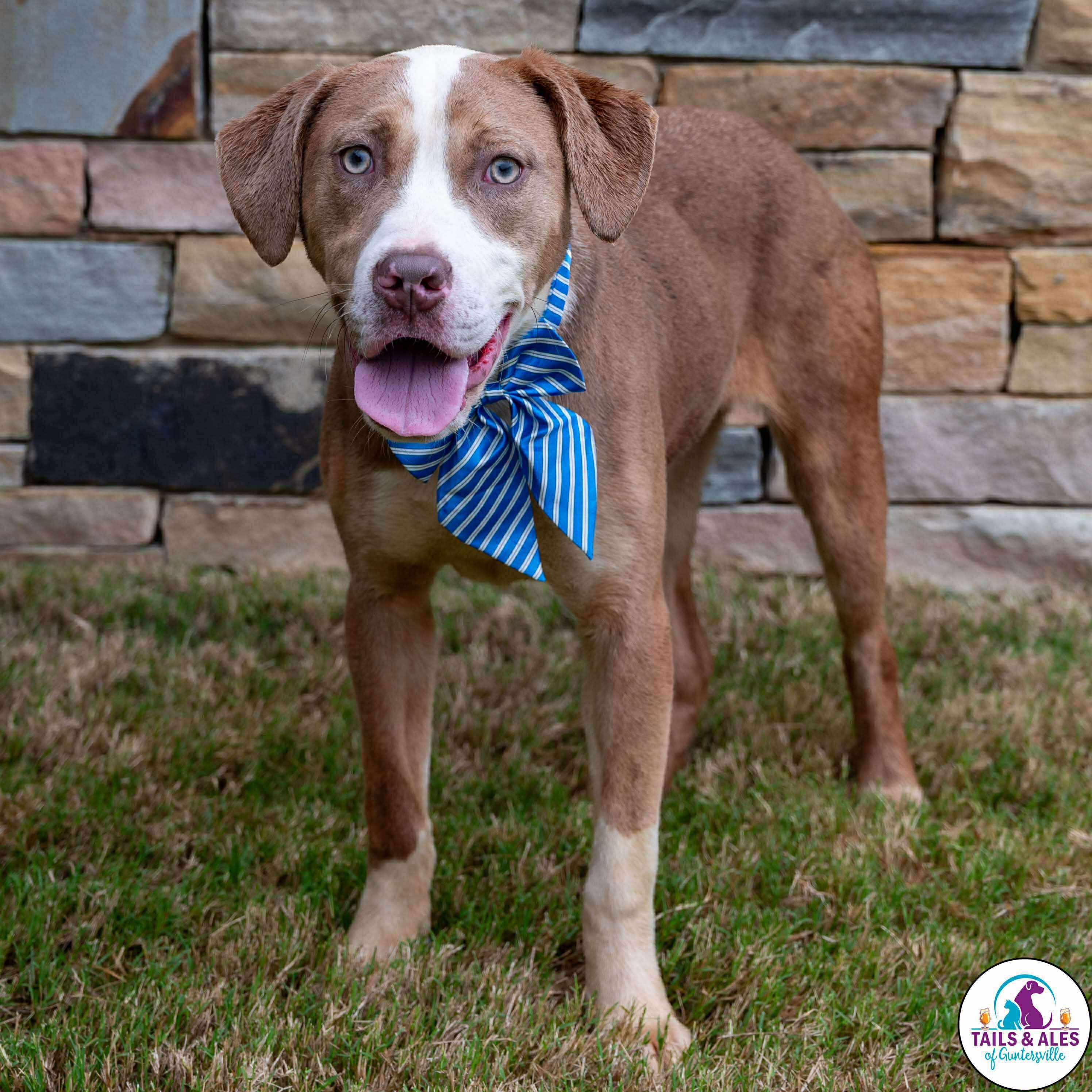 Azalea, a Adoptable Mixed Breed in Huntsville, AL image 3/4
