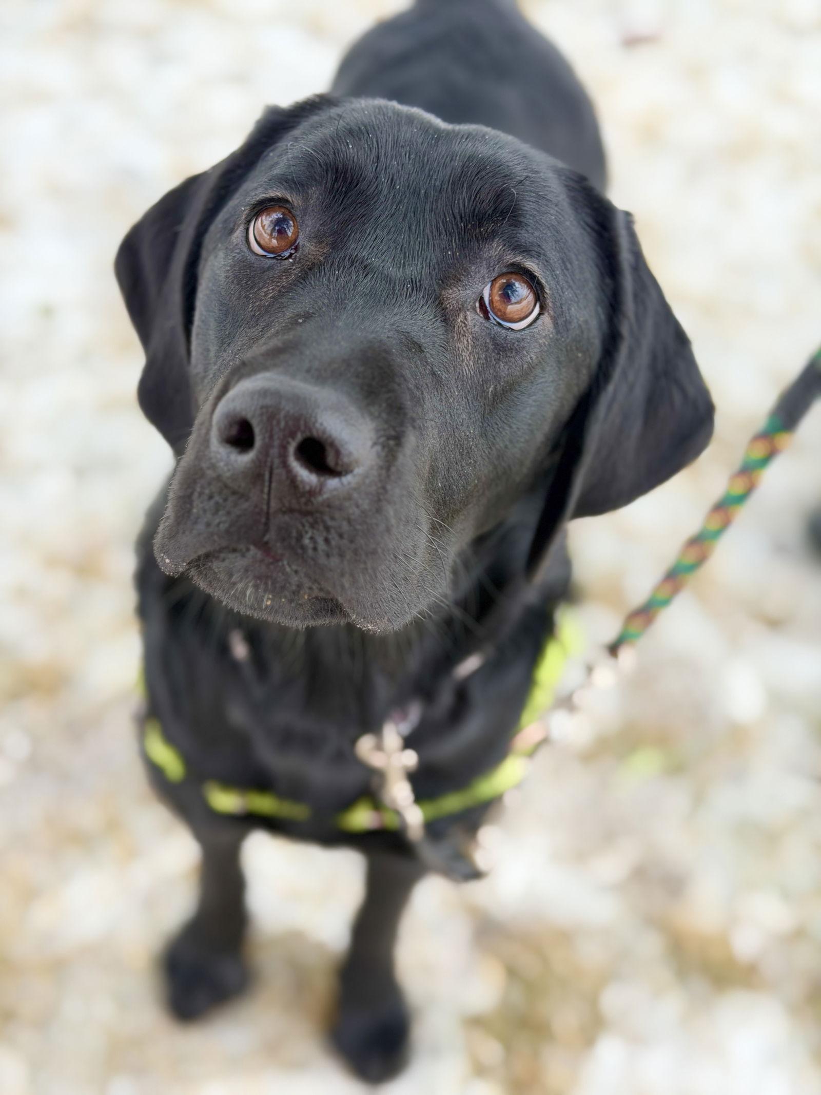Enlarge Moose, a Adopted Labrador Retriever in West Cornwall, CT image 1/3