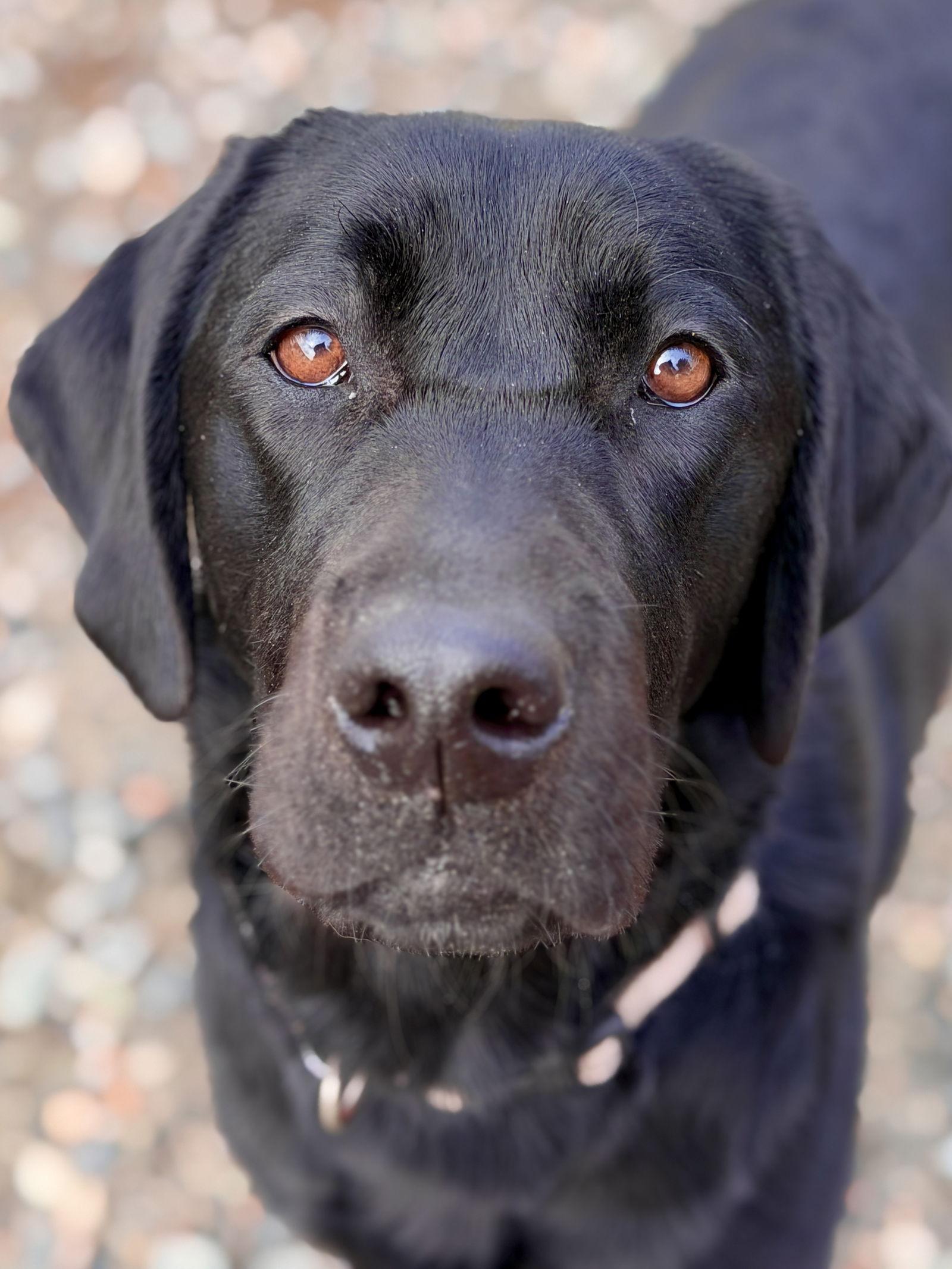 Enlarge Moose, a Adopted Labrador Retriever in West Cornwall, CT image 3/3