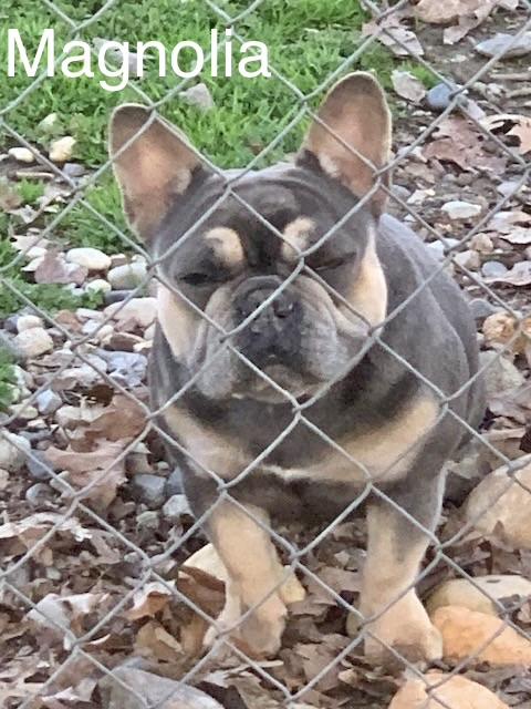 Magnolia, adopted, Adult Female French Bulldog.