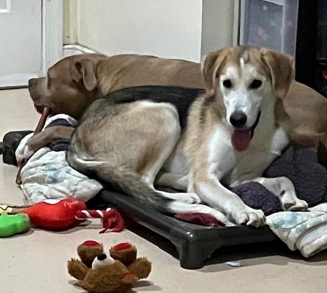 Chili, Adoptable, Puppy Male Husky & Black and Tan Coonhound.