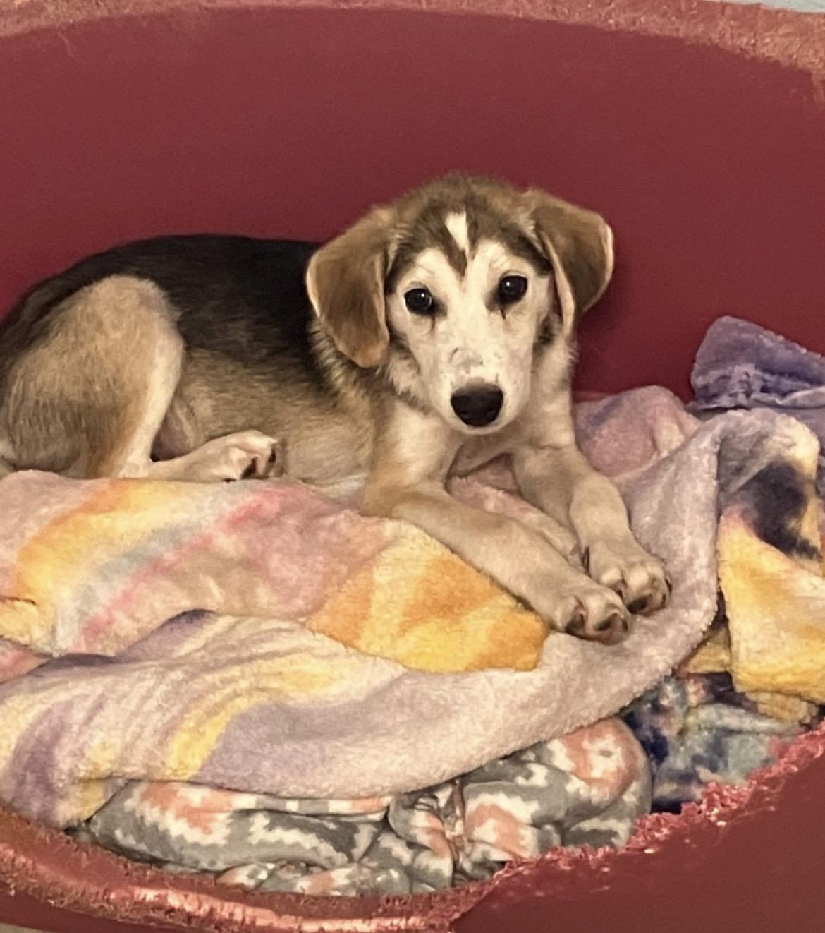 Chili, a Adopted mixed breed in Heathsville, VA image 2/2