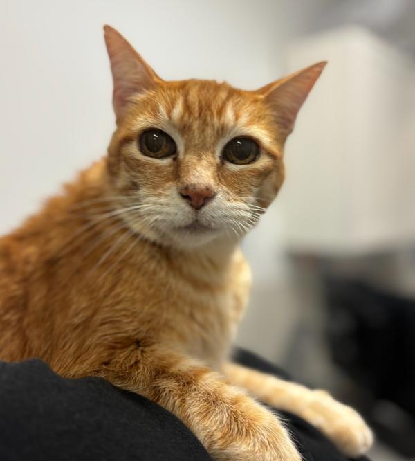 Enlarge Lasagna, a Adoptable mixed breed in San Diego, CA image 1/1