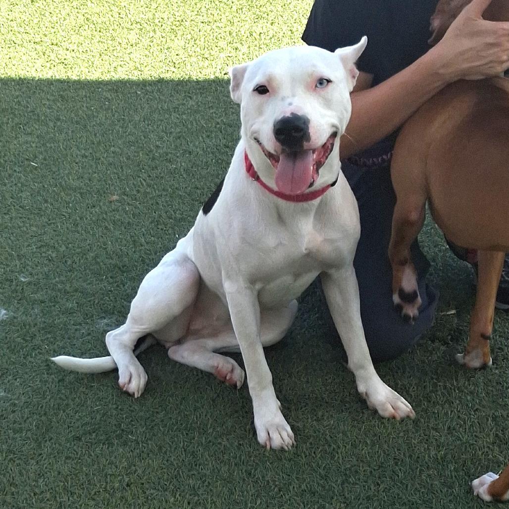 Tinkerbell, Adoptable, Young Female Pit Bull Terrier & American Bulldog.