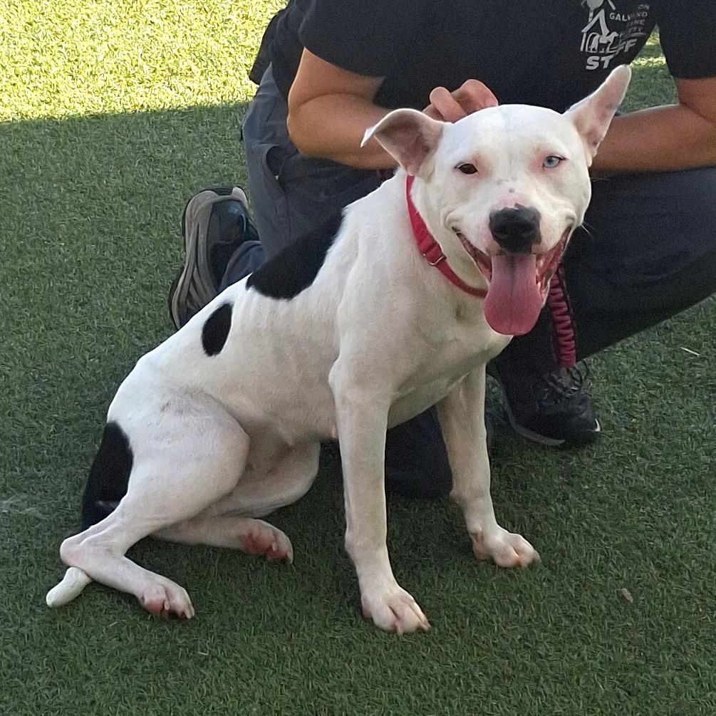 Enlarge Tinkerbell, a Adoptable mixed breed in Galveston, TX image 2/3
