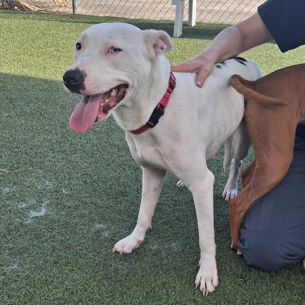 Enlarge Tinkerbell, a Adoptable mixed breed in Galveston, TX image 3/3