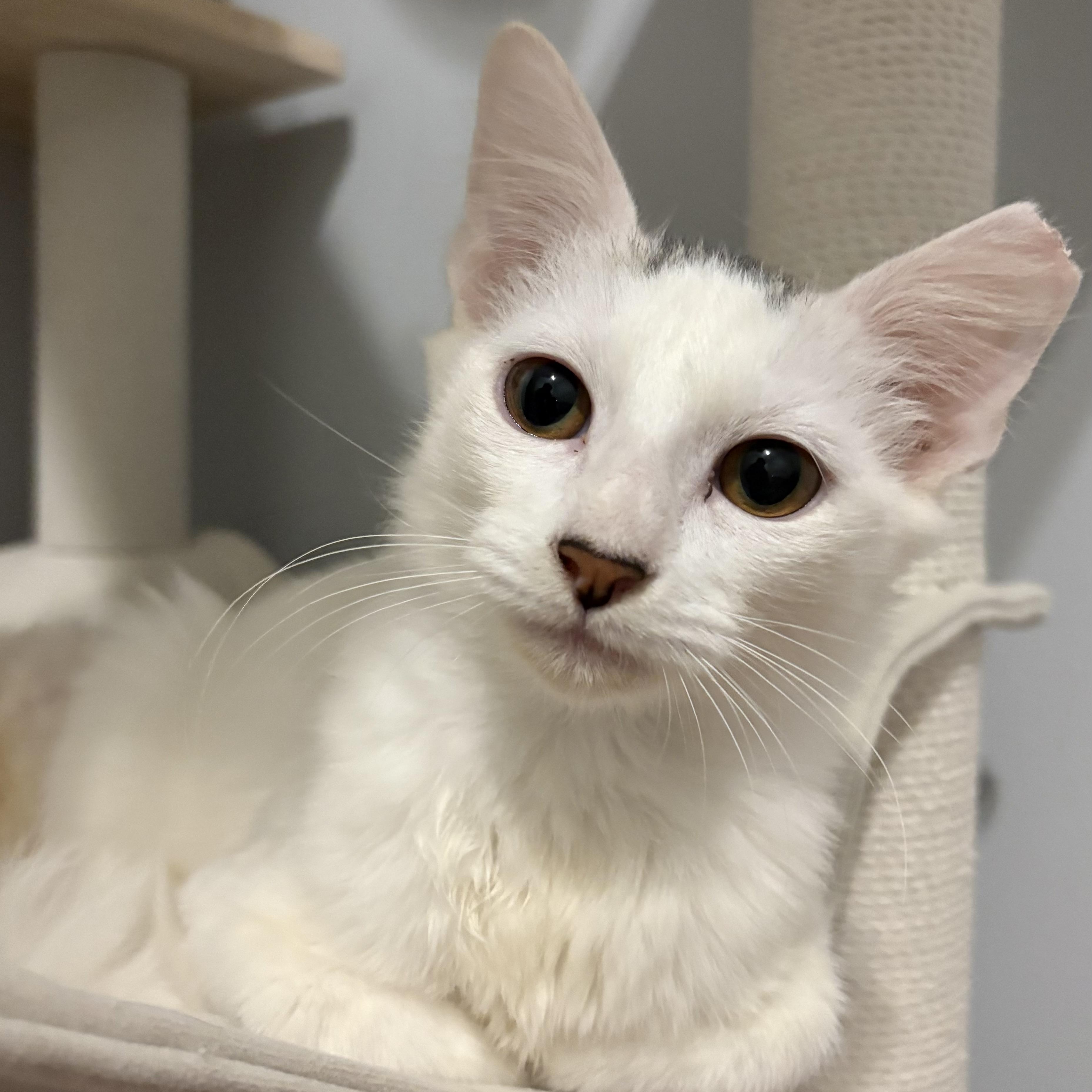 Enlarge Scout, a Adoptable Domestic Medium Hair in Niantic, CT image 4/4