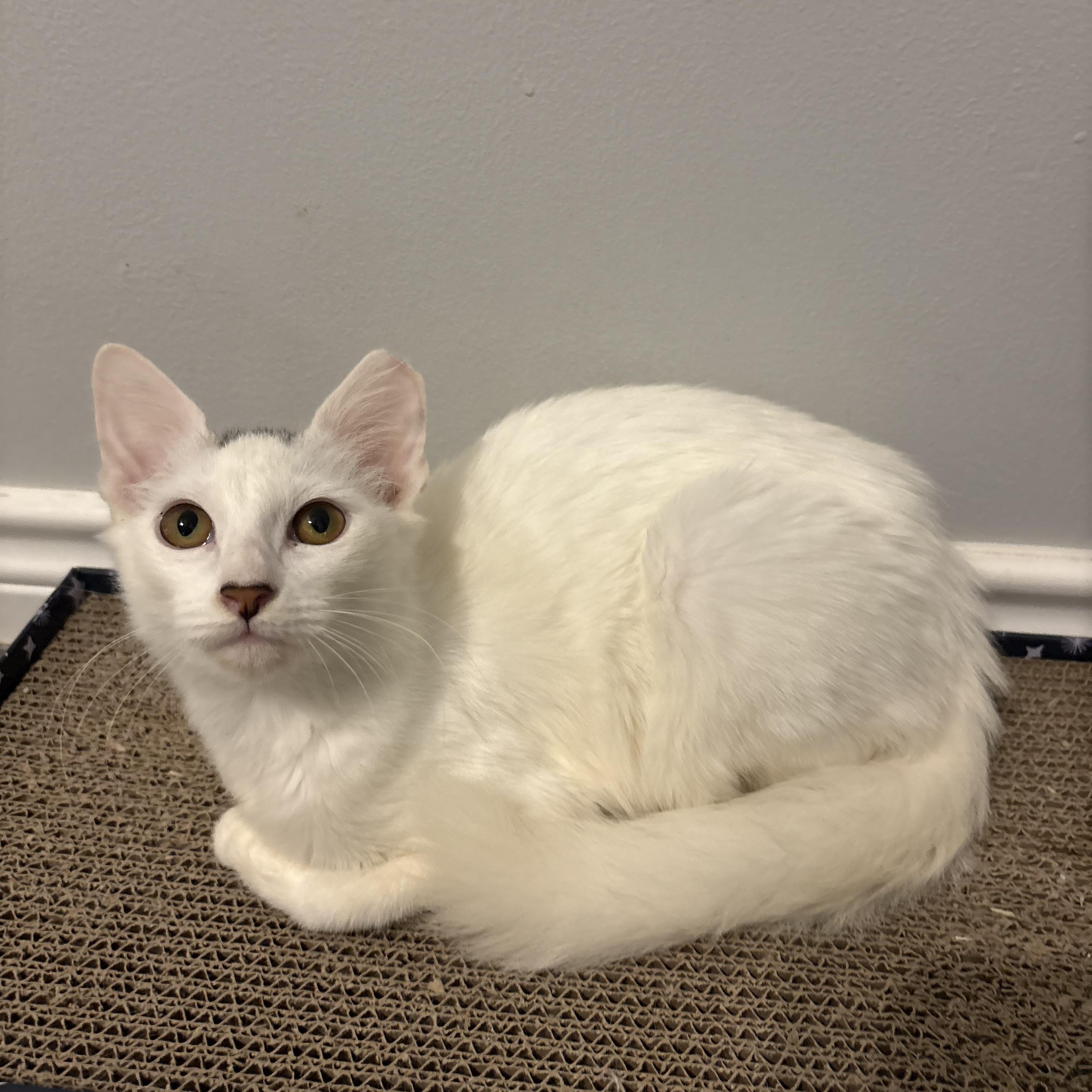 Enlarge Scout, a Adoptable Domestic Medium Hair in Niantic, CT image 3/4