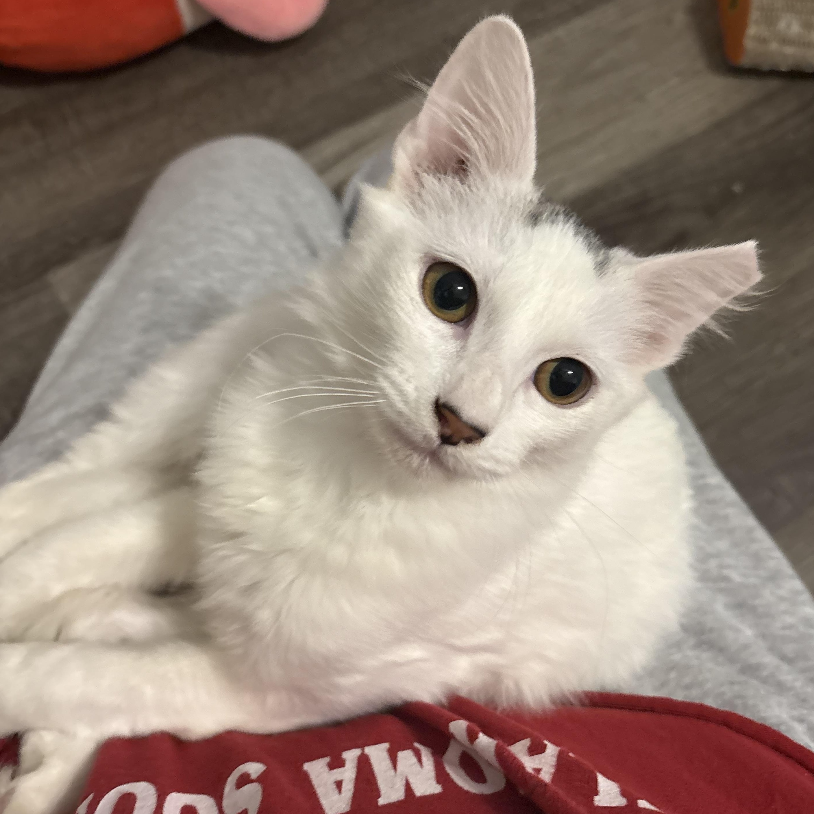 Scout, Adoptable, Kitten Male Domestic Medium Hair.