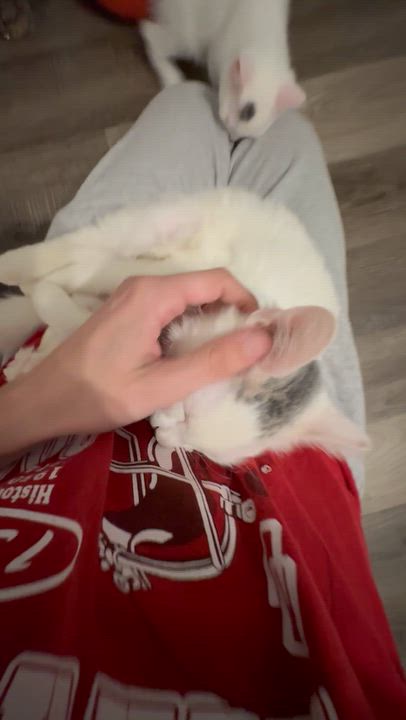 Enlarge Scout, a Adoptable Domestic Medium Hair in Niantic, CT video 2/4