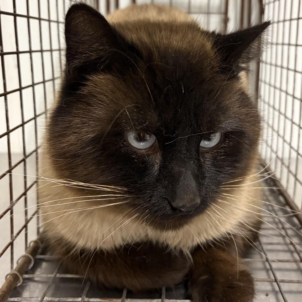 Beenko, Adoptable, Adult Male Siamese.