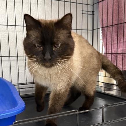 Enlarge Beenko, a Adoptable Siamese in Mount Shasta, CA image 1/5