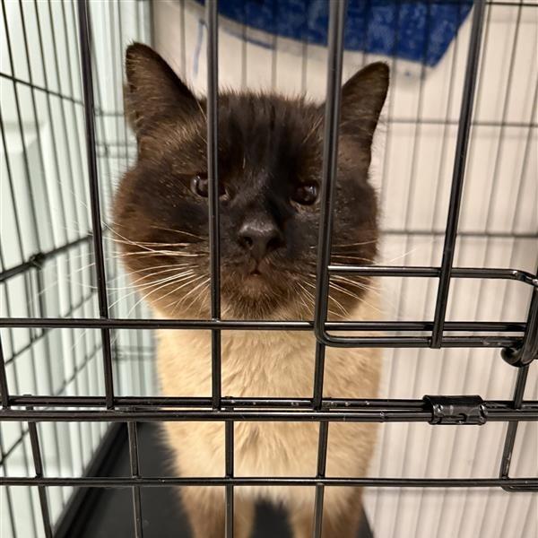 Enlarge Beenko, a Adoptable Siamese in Mount Shasta, CA image 2/5