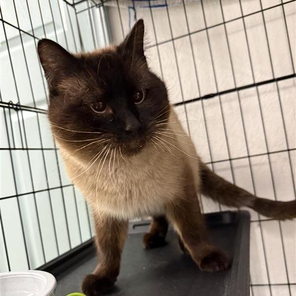 Enlarge Beenko, a Adoptable Siamese in Mount Shasta, CA image 3/5