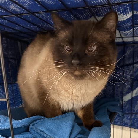 Enlarge Beenko, a Adoptable Siamese in Mount Shasta, CA image 4/5