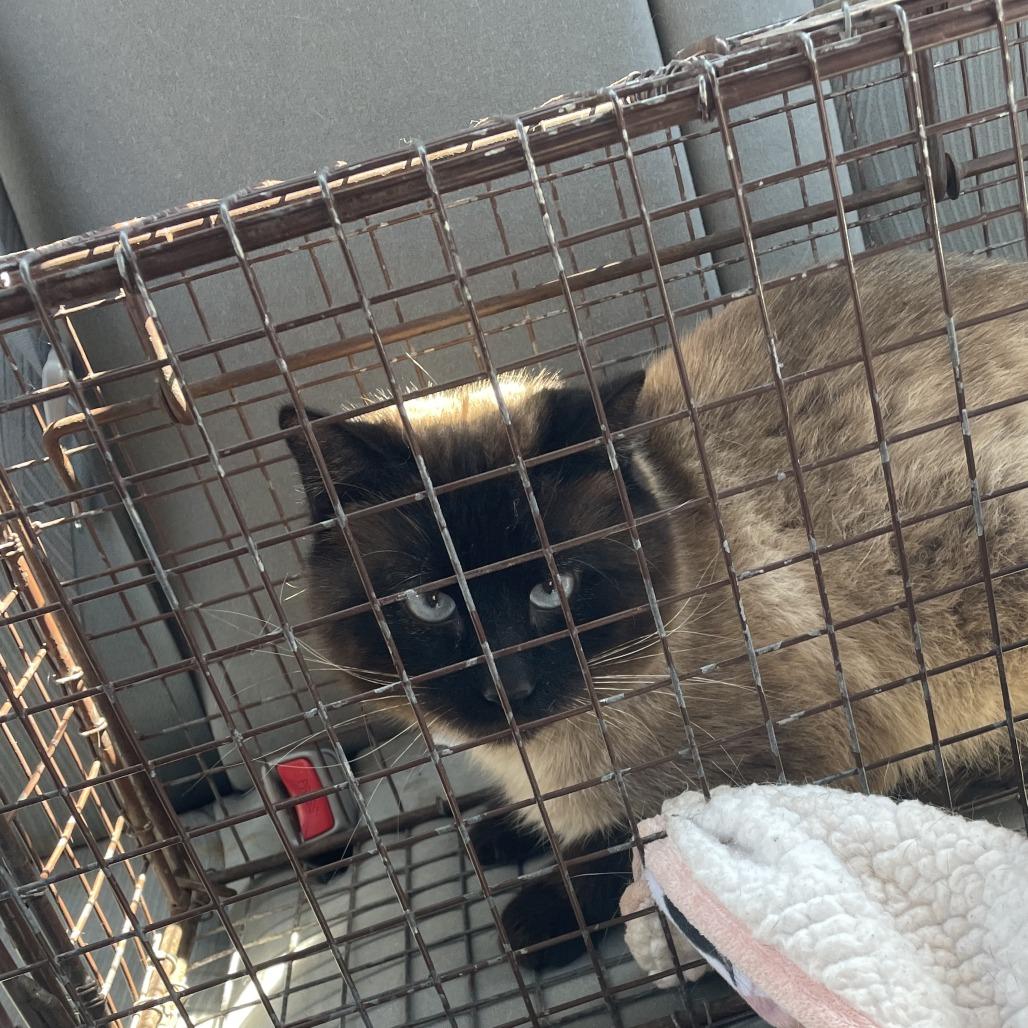 Enlarge Beenko, a Adoptable Siamese in Mount Shasta, CA image 2/2