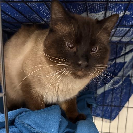 Enlarge Beenko, a Adoptable Siamese in Mount Shasta, CA image 5/5