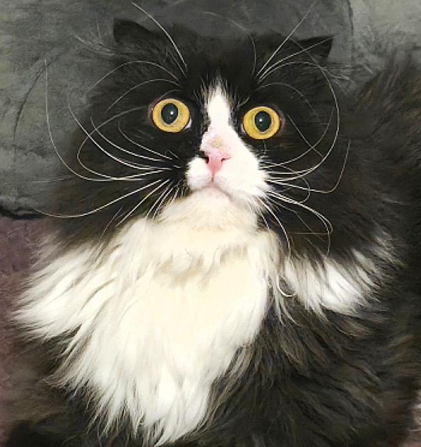 Sally, ADOPTABLE, Young Female Persian & Scottish Fold.