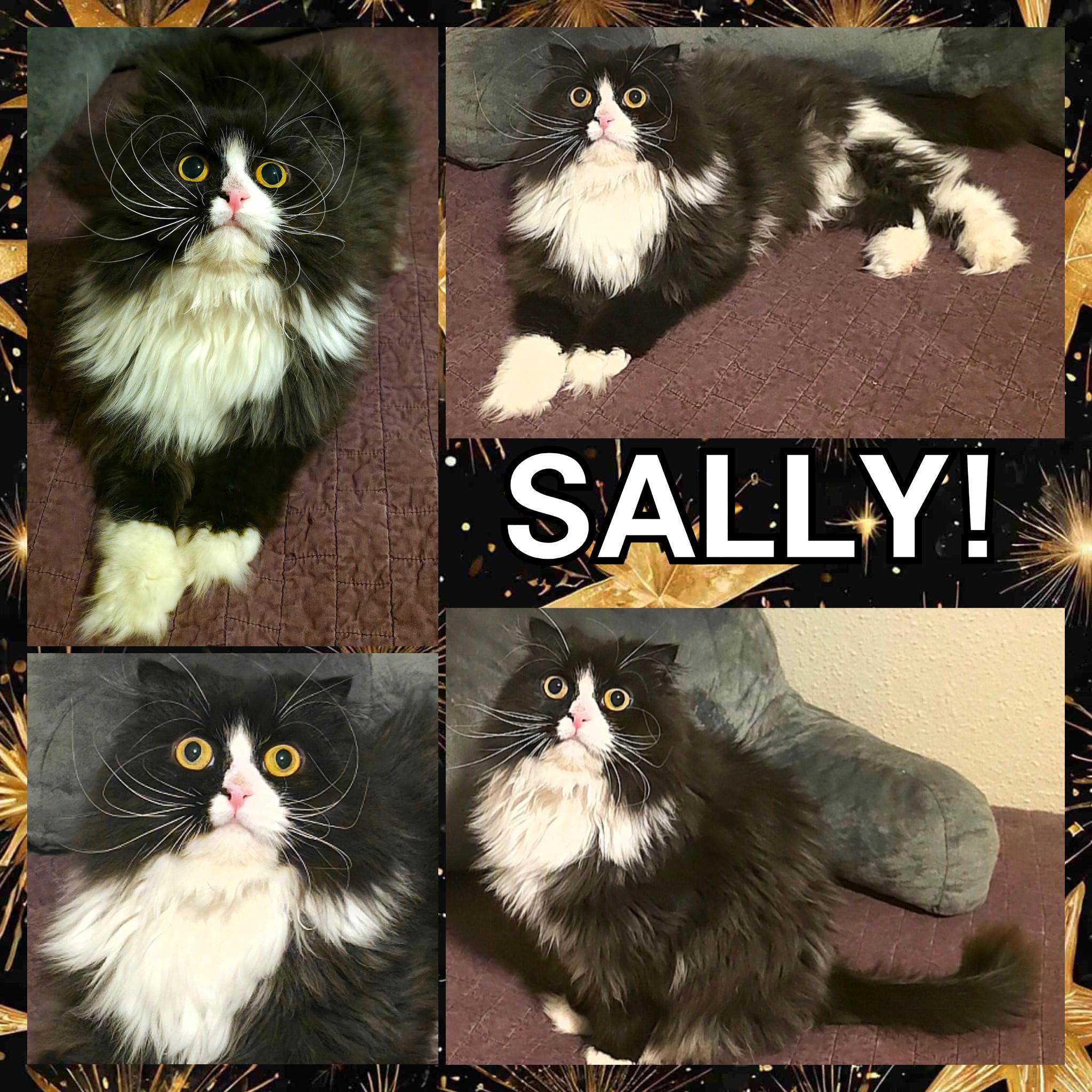 Sally, a ADOPTABLE mixed breed in Converse, TX image 6/6