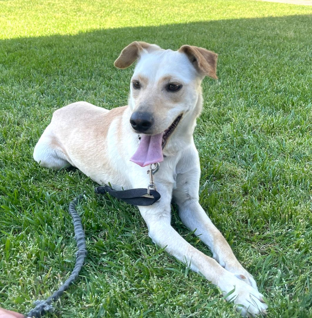 Titi, Young Female Retriever