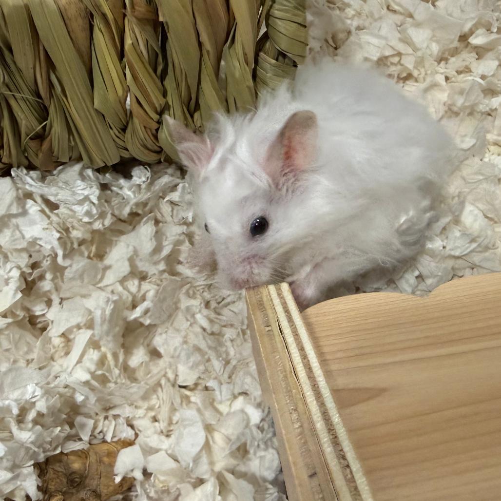 Enlarge Buttermilk Old Fashioned, a Adopted Hamster in Medford, NY image 3/4