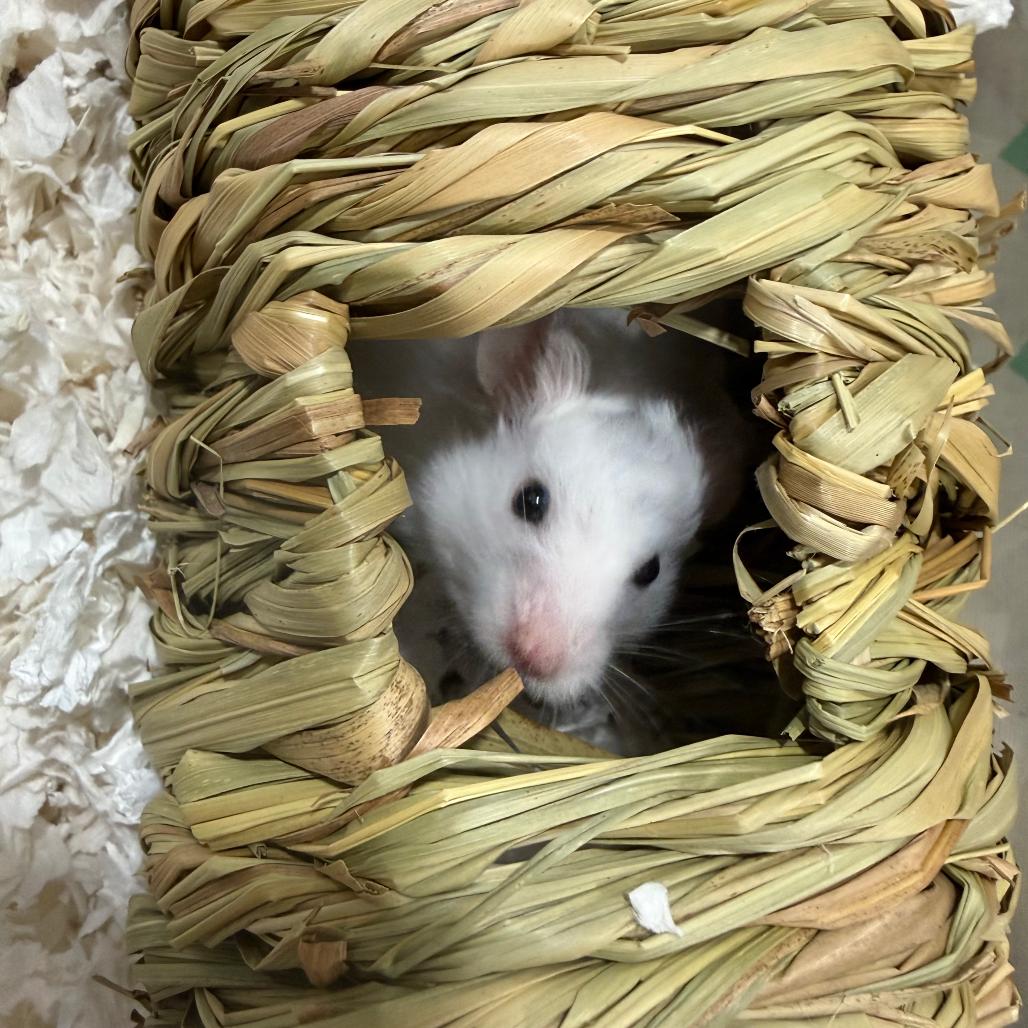 Enlarge Buttermilk Old Fashioned, a Adopted Hamster in Medford, NY image 2/4