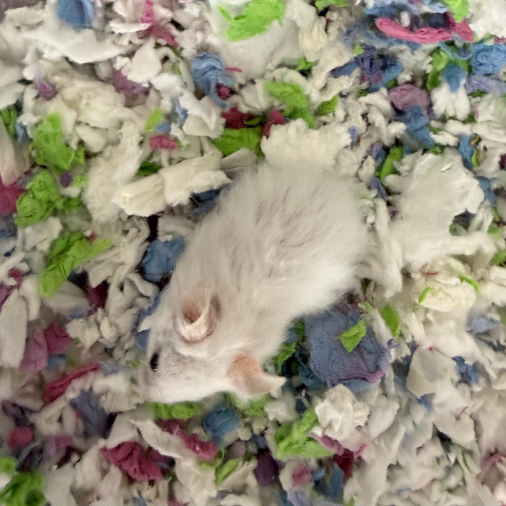 Enlarge Buttermilk Old Fashioned, a Adopted Hamster in Medford, NY image 4/4
