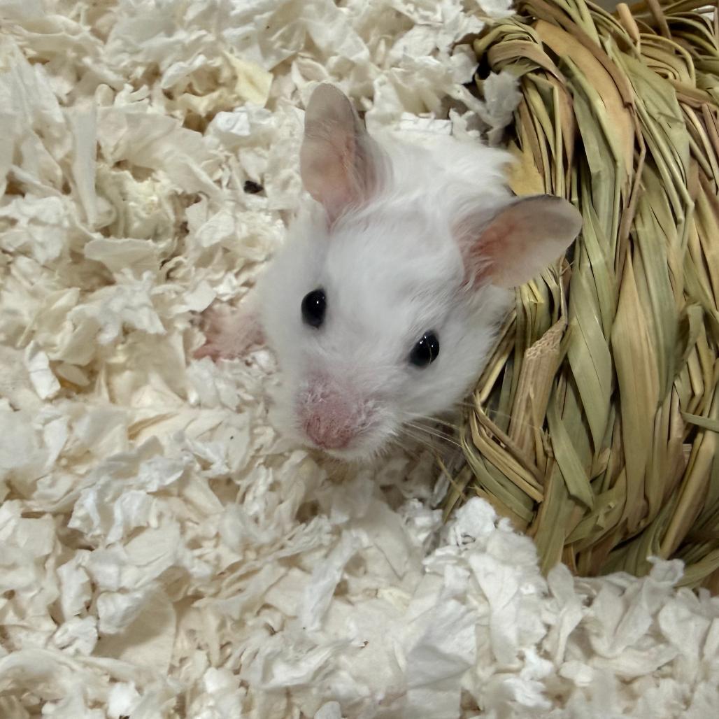 Buttermilk Old Fashioned, Adopted, Young Male Hamster.