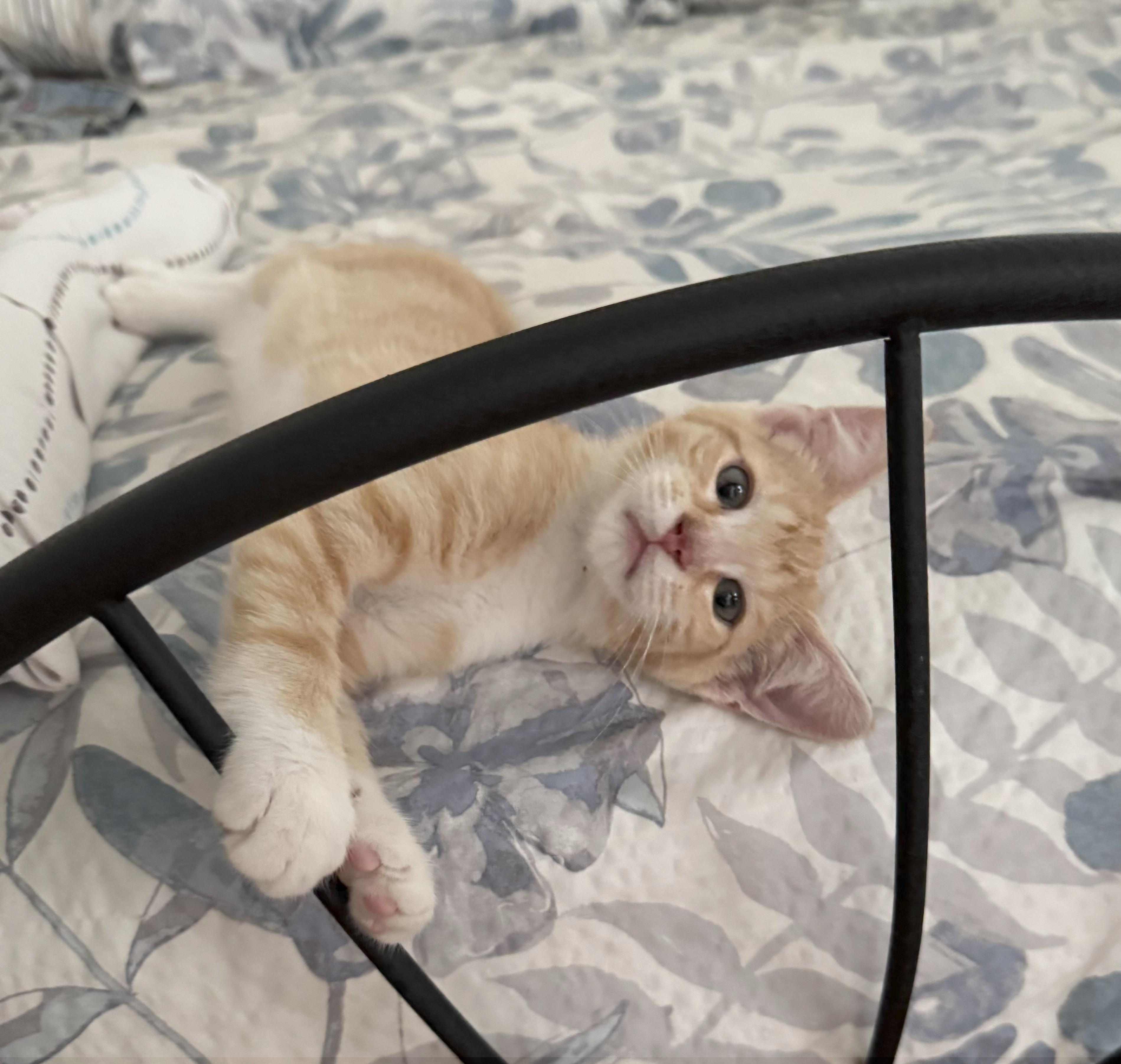 Alex Domestic Short Hair Cat