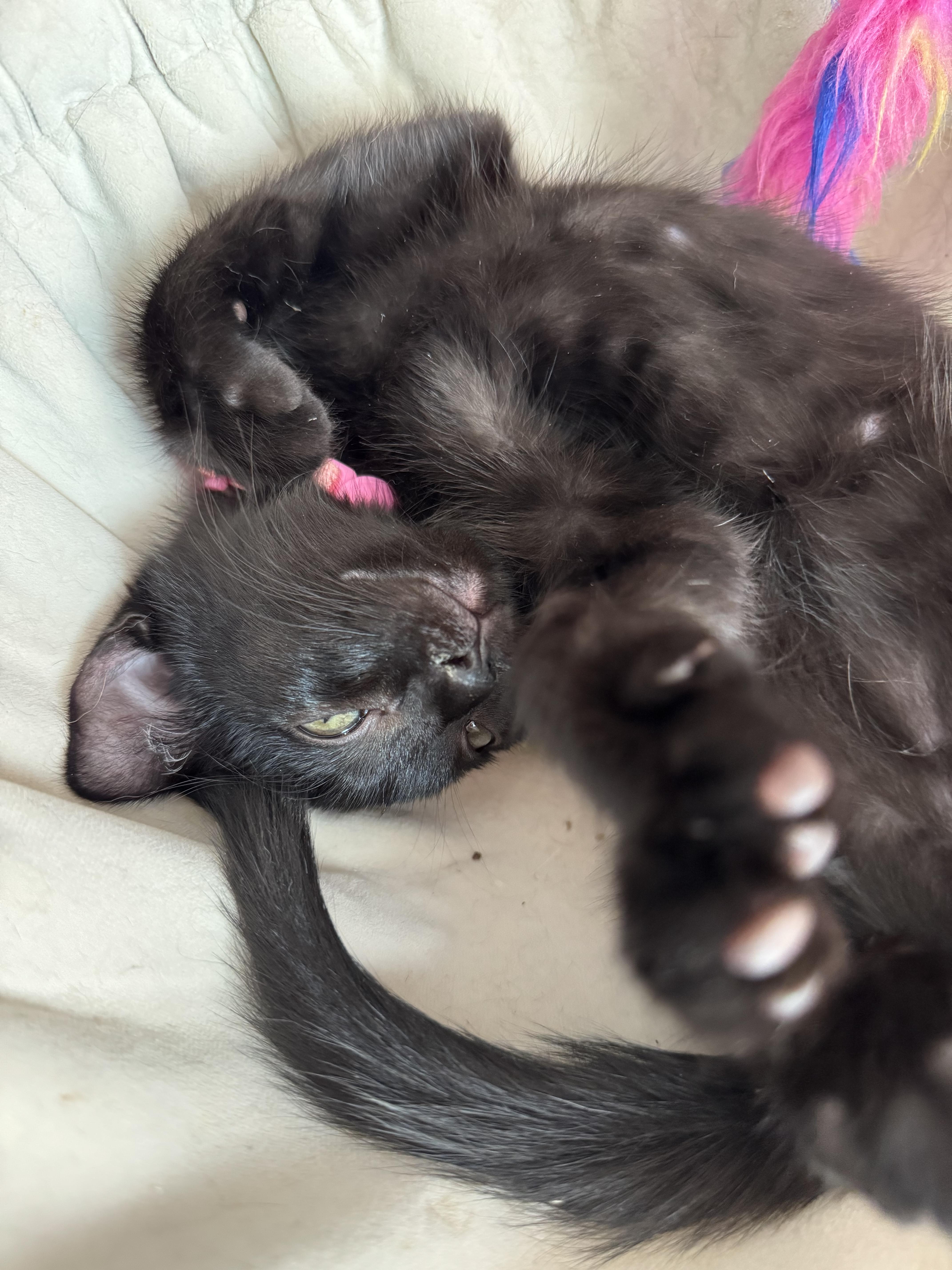 Pinky Posey, Adoptable, Young Female Domestic Short Hair.