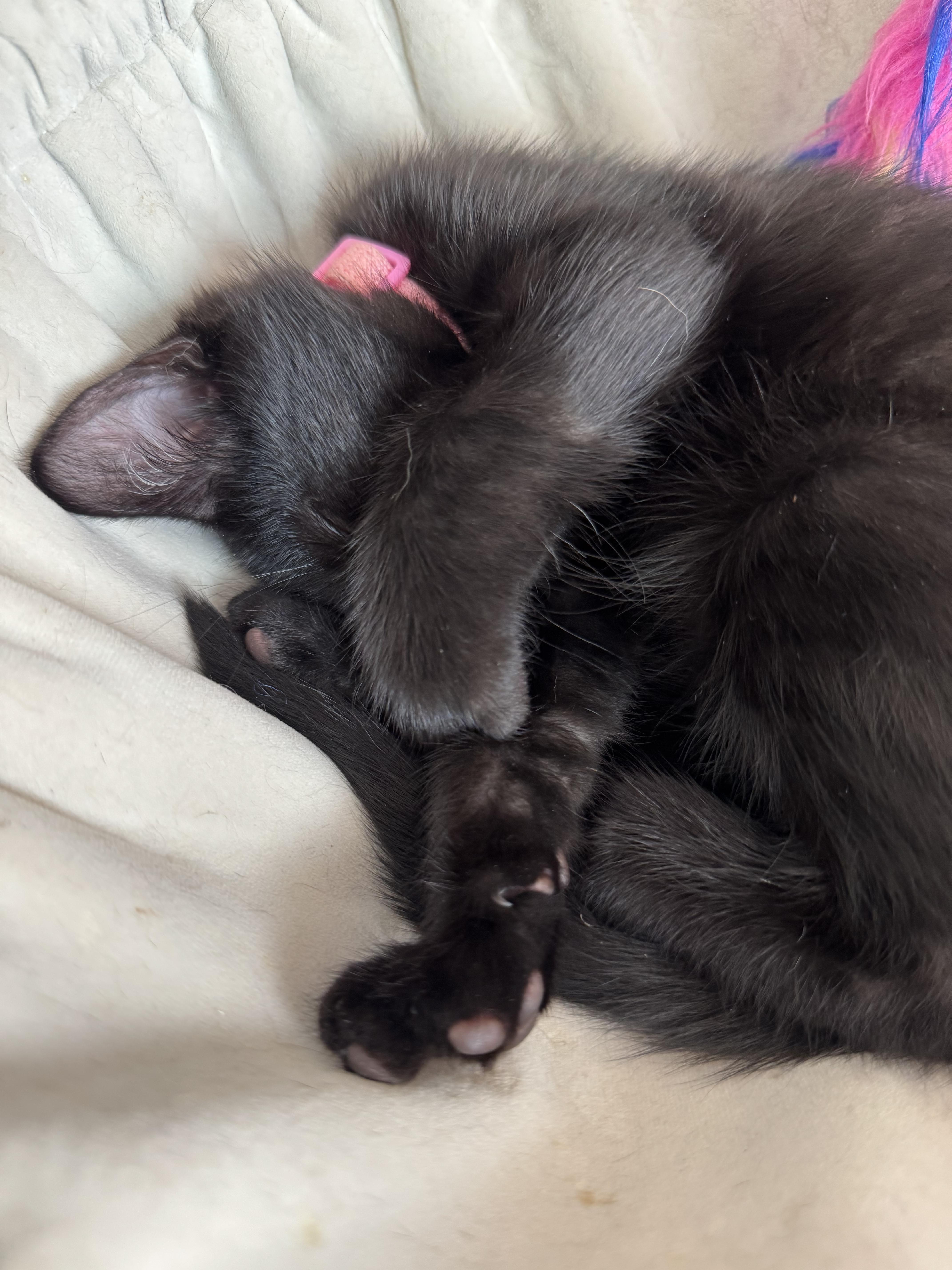 Enlarge Pinky Posey, a Adoptable Domestic Short Hair in Smyrna, GA image 3/6