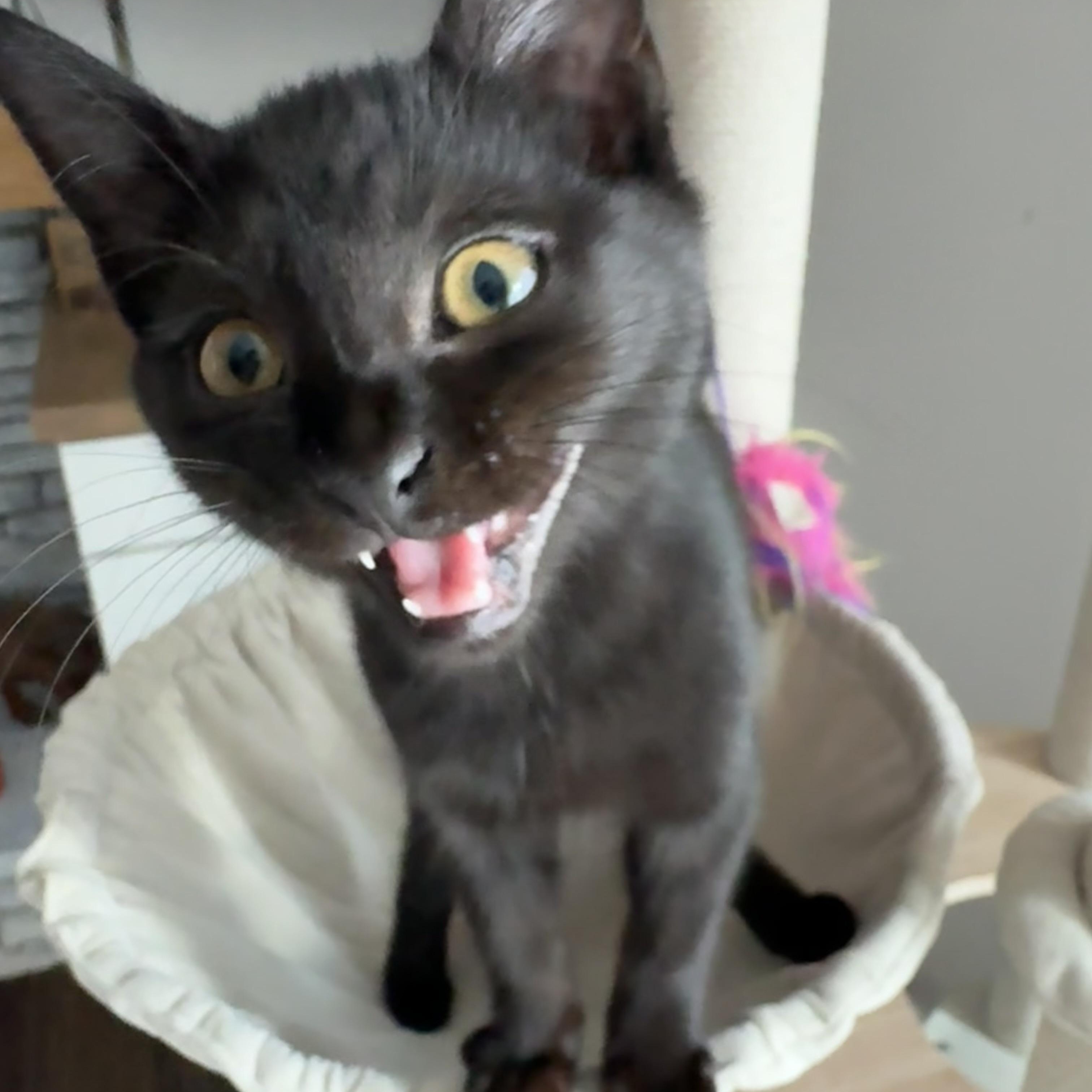 Enlarge Pinky Posey, a Adoptable Domestic Short Hair in Smyrna, GA image 2/6