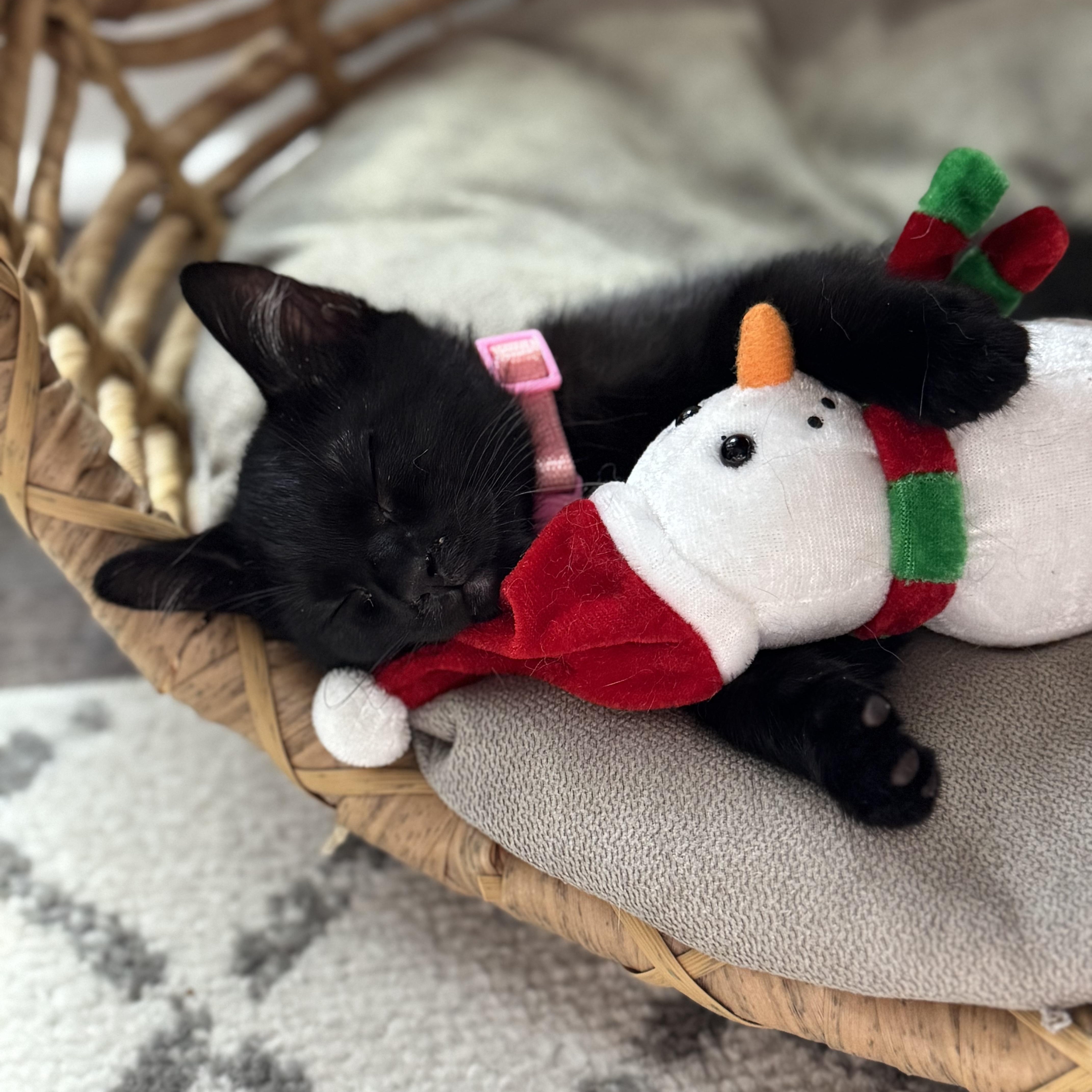 Enlarge Pinky Posey, a Adoptable Domestic Short Hair in Smyrna, GA image 5/6