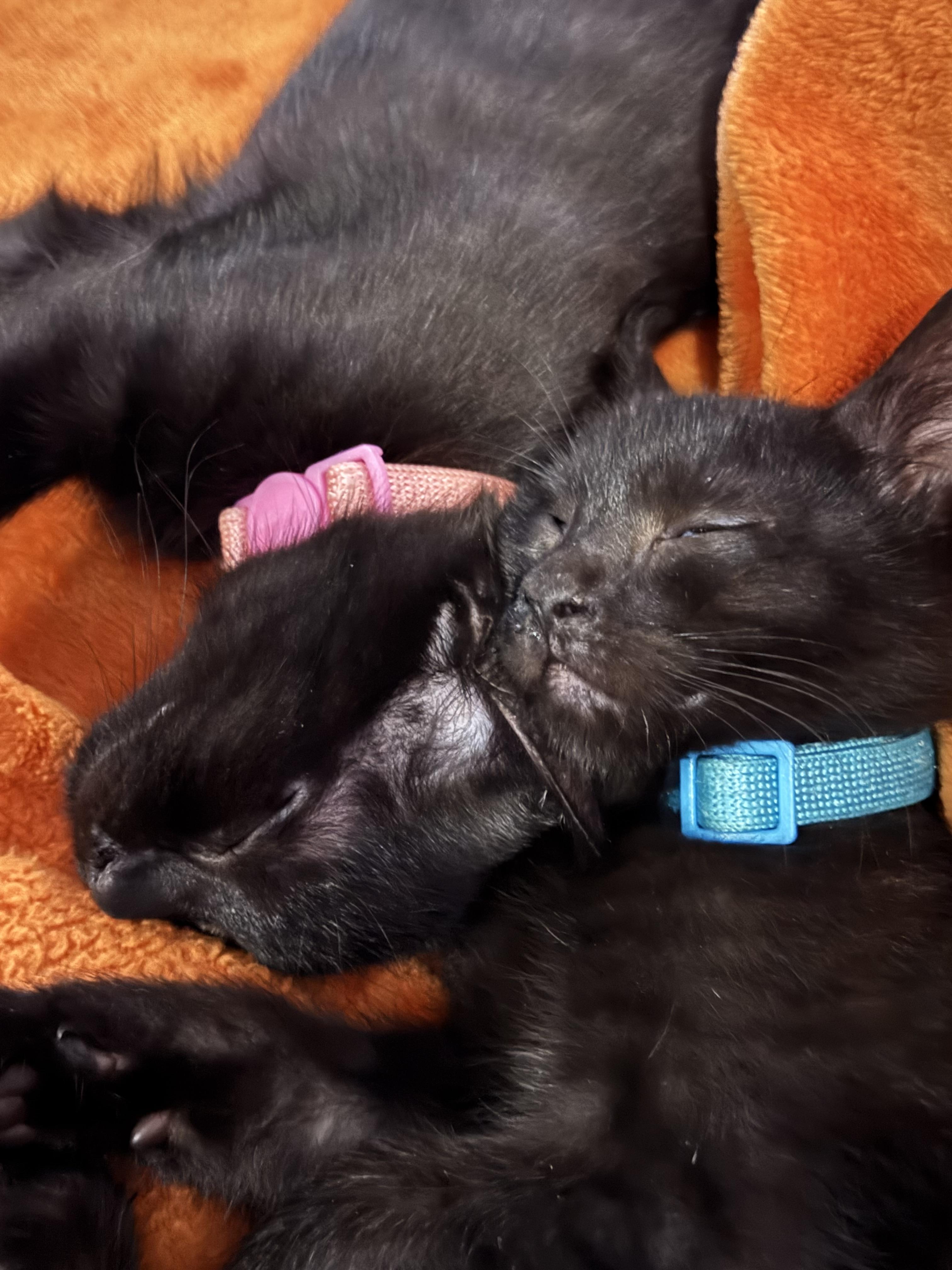 Enlarge Pinky Posey, a Adoptable Domestic Short Hair in Smyrna, GA image 6/6